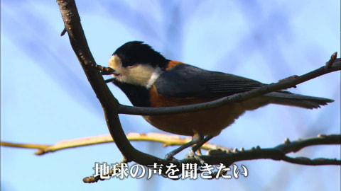 ほころぶ春／安芸太田町