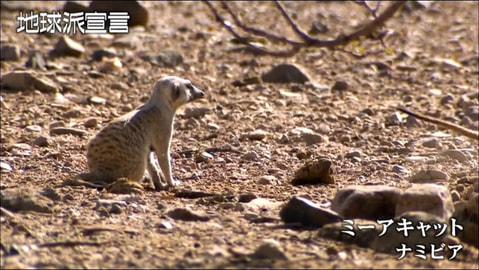 ミーアキャット／ナミビア