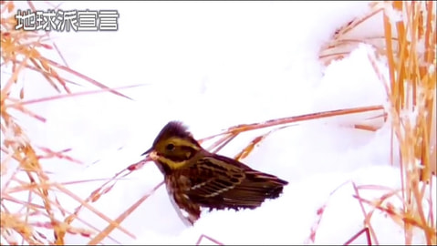 小さな鼓動／広島県