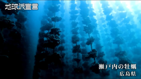 瀬戸内の牡蠣／広島県