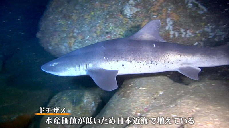サメ穴に棲む 島根県 無料動画配信サービス Homeぽるぽるtv