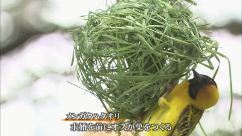 家を紡ぐ／ナミビア