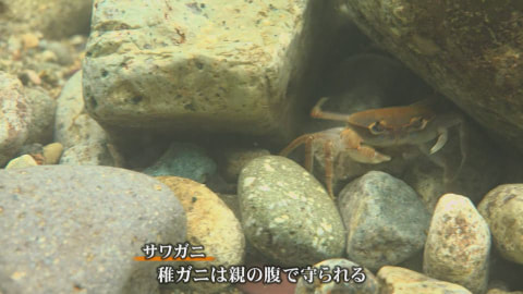 清流の子育て／島根県吉賀町