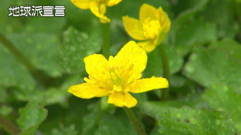 リュウキンカ／北広島町