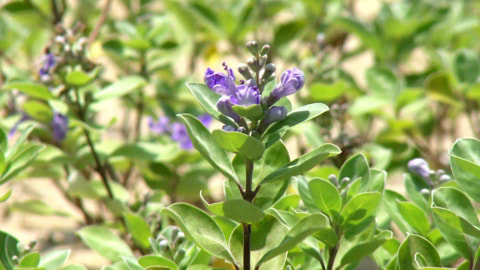 ハマゴウ／廿日市市・宮島