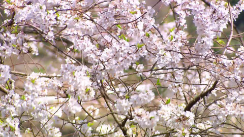 宿根の大桜／竹原市
