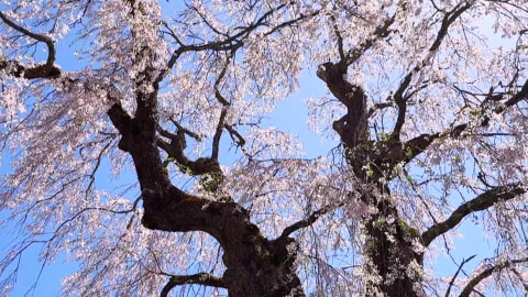 しだれ桜／庄原市