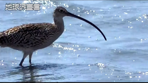 ホウロクシギ／福山市