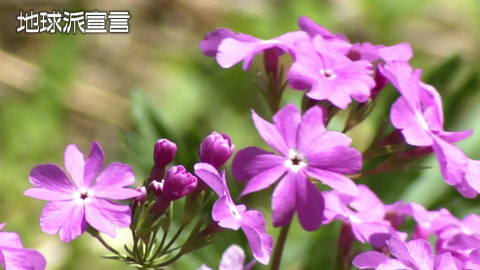 サクラソウ／庄原市