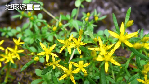 緑のいのち／廿日市市